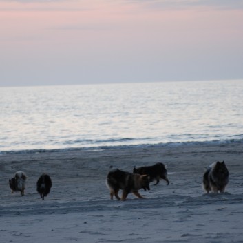 Abschied von Vejers Strand in Dnemark mit den Mittelspitzen von der Rosteige 09