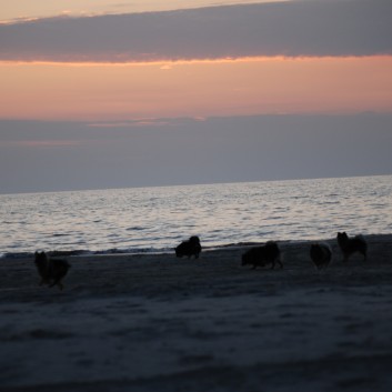 Abschied von Vejers Strand in Dnemark mit den Mittelspitzen von der Rosteige 11