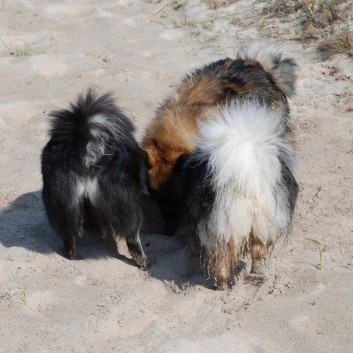 Am See und Strand von Borsmose mit den Mittelspitzen von der Rosteige 31