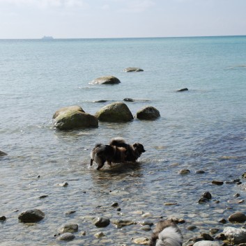 Am Strand vom Mons Klint mit den Mittelspitzen von der Rosteige - 15