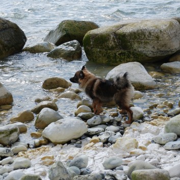 Am Strand vom Mons Klint mit den Mittelspitzen von der Rosteige - 26