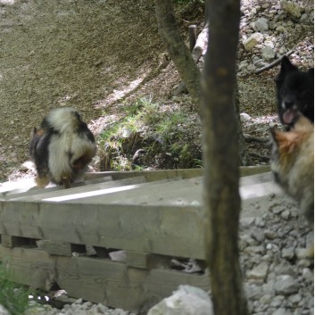 Boka Wasserfall in Slowenien - 10