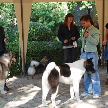 CACIB Targu Mures 2011 mit den Spitzen von der Rosssteige 33