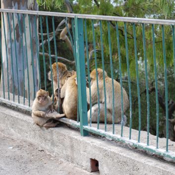 Camping Urlaub mit Spitzen nach Gibraltar 108