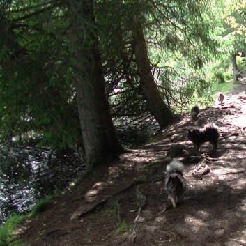 Die Mittelspitz von der Rosteige am Lac la Servieres in die Avergne 17