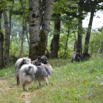 Die Mittelspitz von der Rosteige auf dem Campingplatz La Chauderie in die Auvergne 12