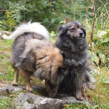 Die Mittelspitz von der Rosteige auf dem Campingplatz La Chauderie in die Auvergne 15