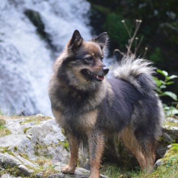 Die Mittelspitz von der Rosteige auf dem Campingplatz La Chauderie in die Auvergne 18