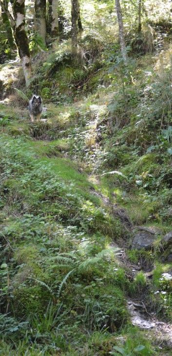 Die Mittelspitz von der Rosteige auf dem Campingplatz La Chauderie in die Auvergne 38