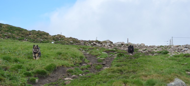 Die Mittelspitz von der Rosteige auf dem Puy de Mareith 16