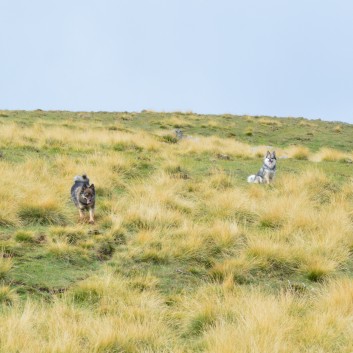 Die Mittelspitz von der Rosteige auf dem Puy de Mareith 24