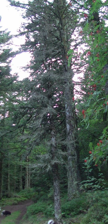 Die Mittelspitz von der Rosteige im Wald in der Auvergne 01