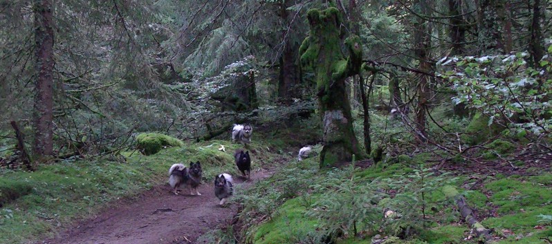 Die Mittelspitz von der Rosteige im Wald in der Auvergne 05