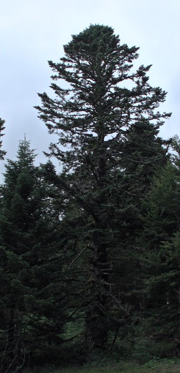 Die Mittelspitz von der Rosteige im Wald in der Auvergne 10