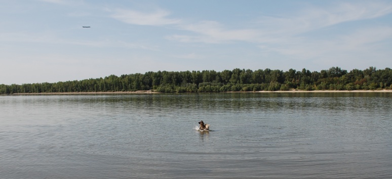 Die Mittelspitze von der Rosteige - Natura Camping Acs in Ungarn an der Donau - 13