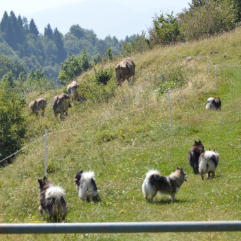 Die Mittelspitze von der Rosteige auf dem Berg Kopala in Slowenien 32