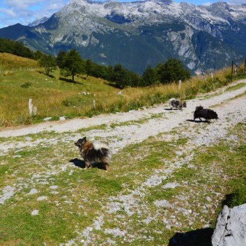 Die Mittelspitze von der Rosteige auf dem Stol in Slowenien - 13