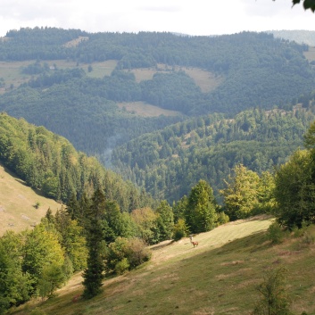 Die Mittelspitze von der Rosssteige im Apuseni-Gebirge in Transilvanien - 19