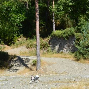 Die Spitze von der Rosteige im Hexenwald bei Huelgoat 03