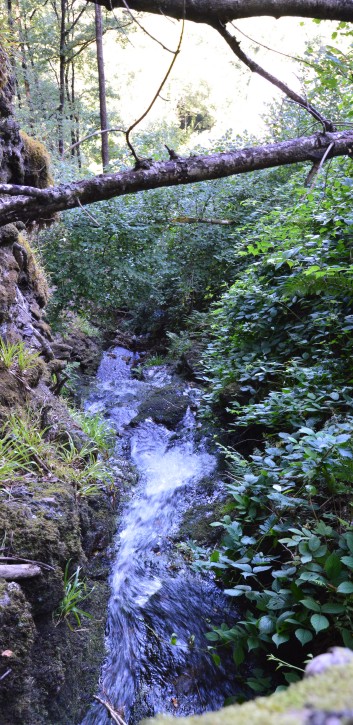 Die Spitze von der Rosteige im Hexenwald bei Huelgoat 09