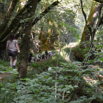 Die Spitze von der Rosteige im Hexenwald bei Huelgoat 21