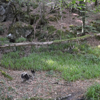 Die Spitze von der Rosteige im Hexenwald bei Huelgoat 23