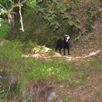 Die Spitze von der Rosteige im Hexenwald bei Huelgoat 31