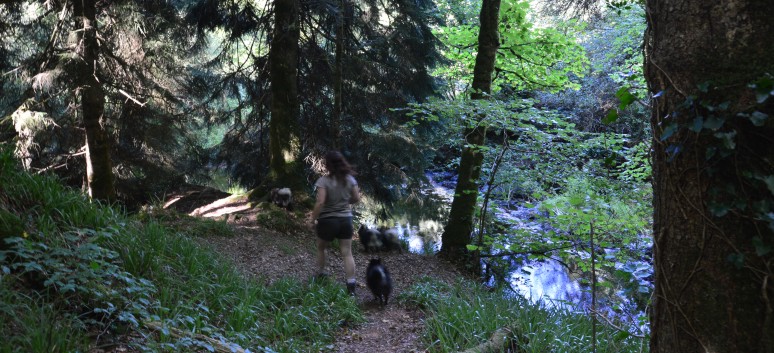 Die Spitze von der Rosteige im Hexenwald bei Huelgoat 32