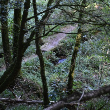 Die Spitze von der Rosteige im Hexenwald bei Huelgoat 35