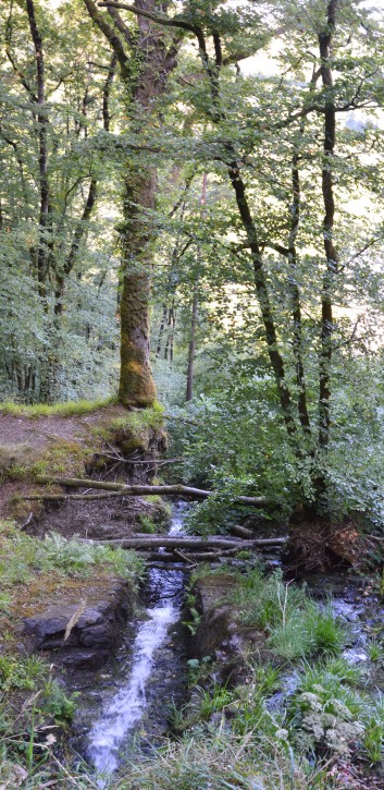 Die Spitze von der Rosteige im Hexenwald bei Huelgoat 38