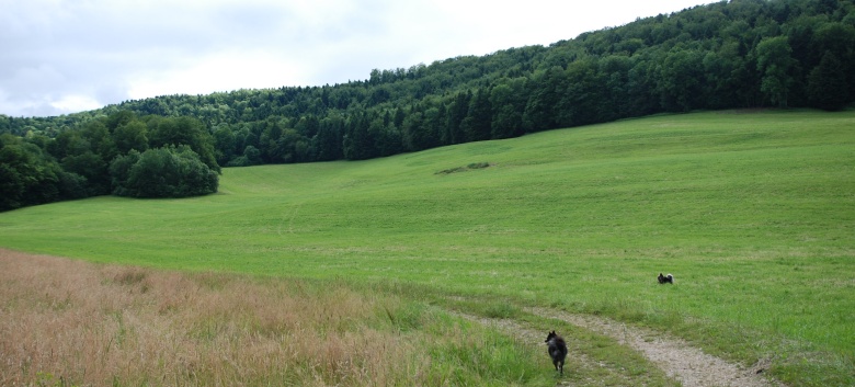 Mittelspitze von der Rosteige im Elsass 2012 - 47