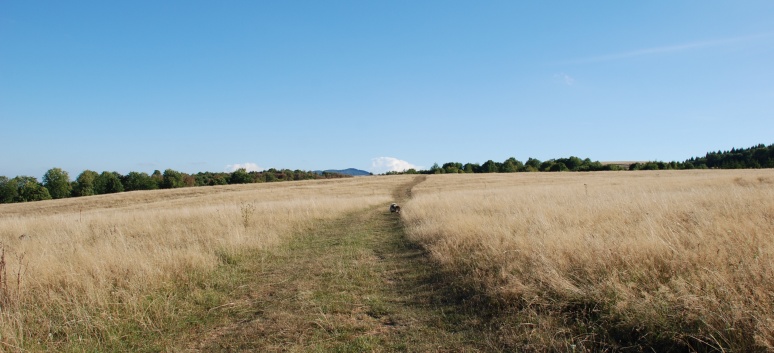 Mittelspitze von der Rosteige in Targu Mures in Rumnien 40