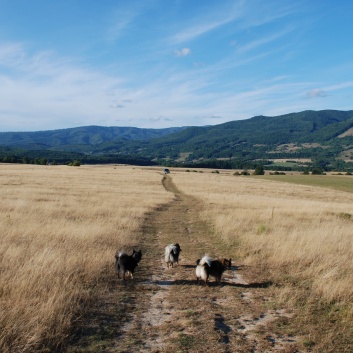 Mittelspitze von der Rosteige in Targu Mures in Rumnien 44