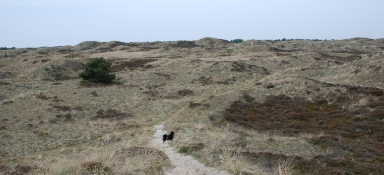 Skallingen und Blavand in Dnemark mit den Mittelspitzen von der Rosteige 09