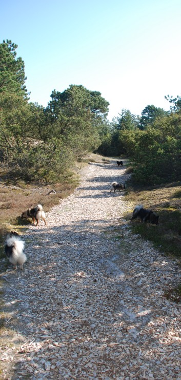 Urlaub am Vejers Strand in Dnemark mit den Mittelspitzen von der Rosteige 04