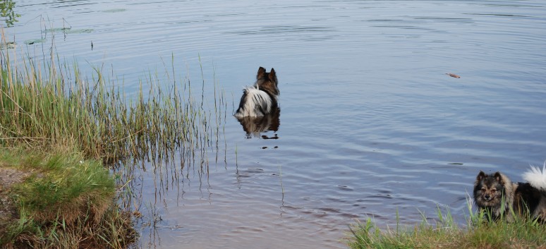 Urlaub am Vejers Strand in Dnemark mit den Mittelspitzen von der Rosteige 42