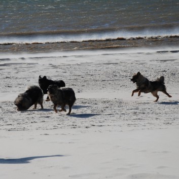 Vejers Strand in Dnemark mit den Mittelspitzen von der Rosteige 11